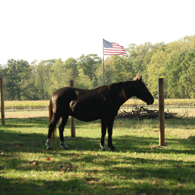 Horse standing in a field with an American flag in the background